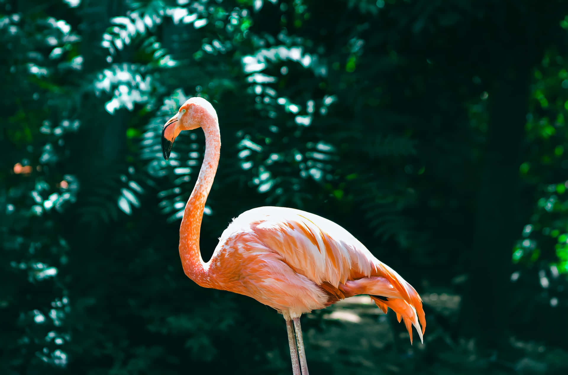Begrüßeden Sommer Mit Einem Lebendigen Flamingo Hintergrund!