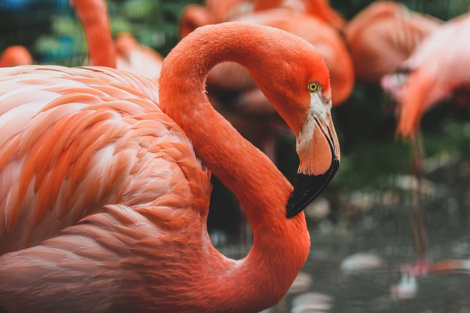 Ensolig Dag Spenderad Vid Vattnet På Stranden Med En Vacker Rosa Flamingo