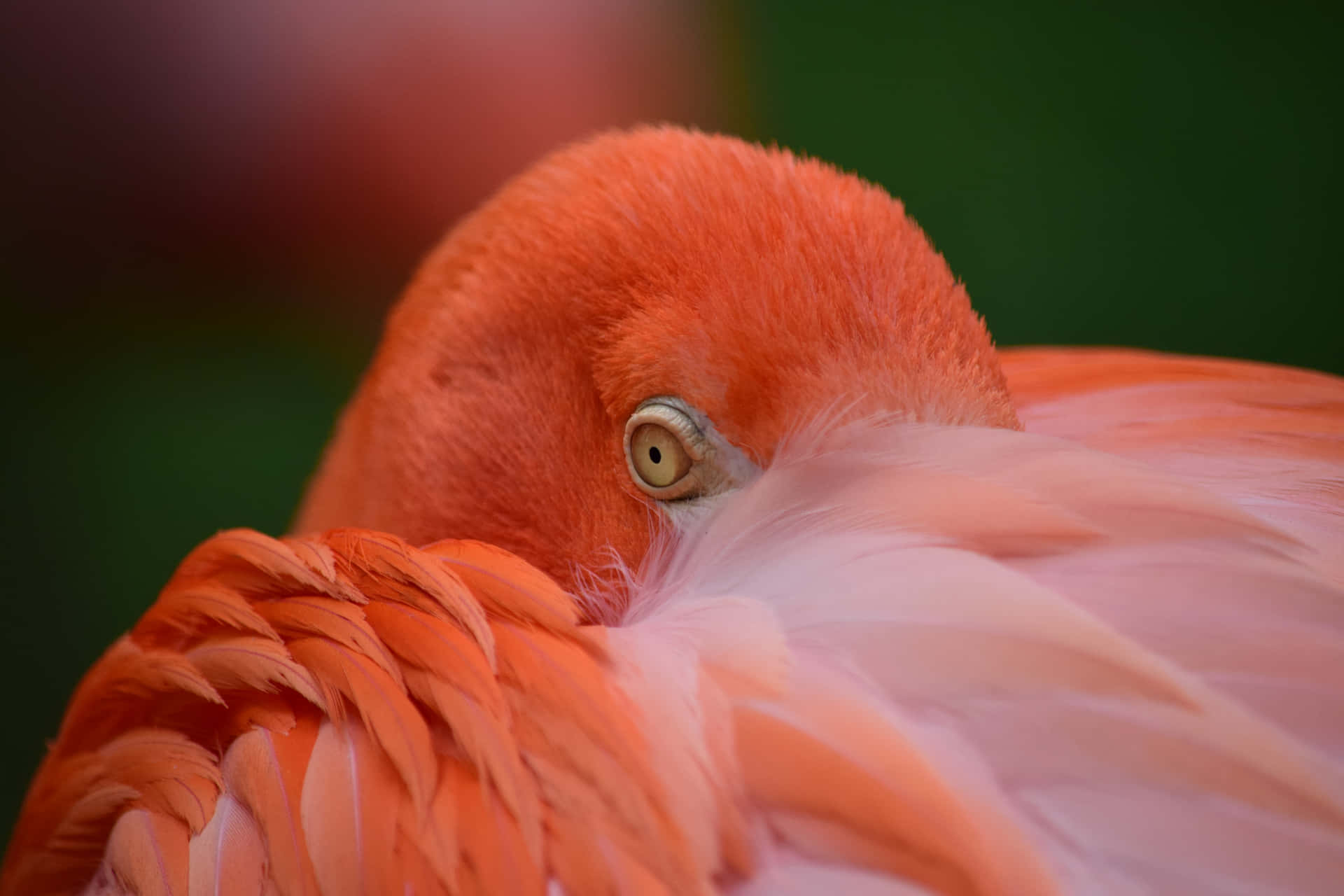 Bright and beautiful, Flamingo stands tall.