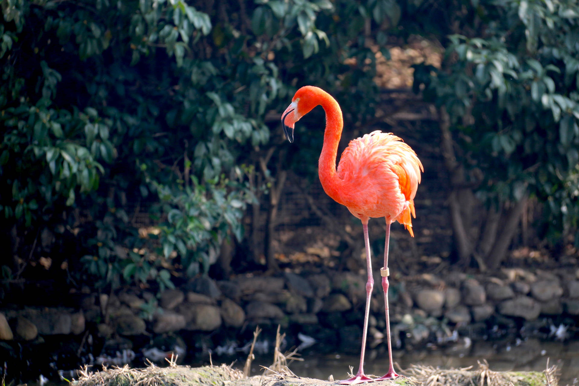 Top 999+ Flamingo Wallpaper Full HD, 4K✅Free to Use