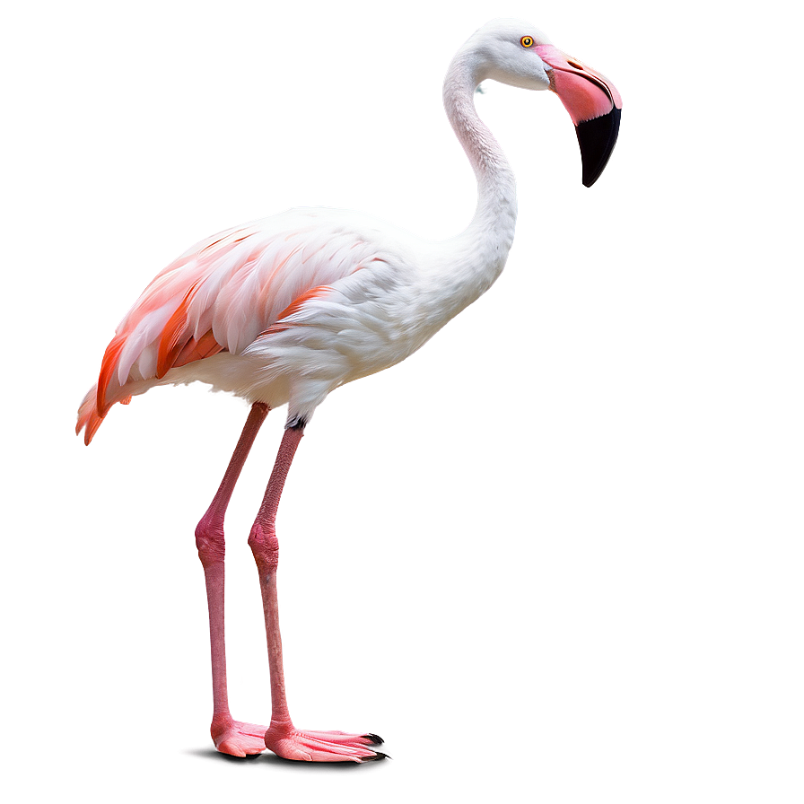Flamingo Bird Stand Png 98 PNG