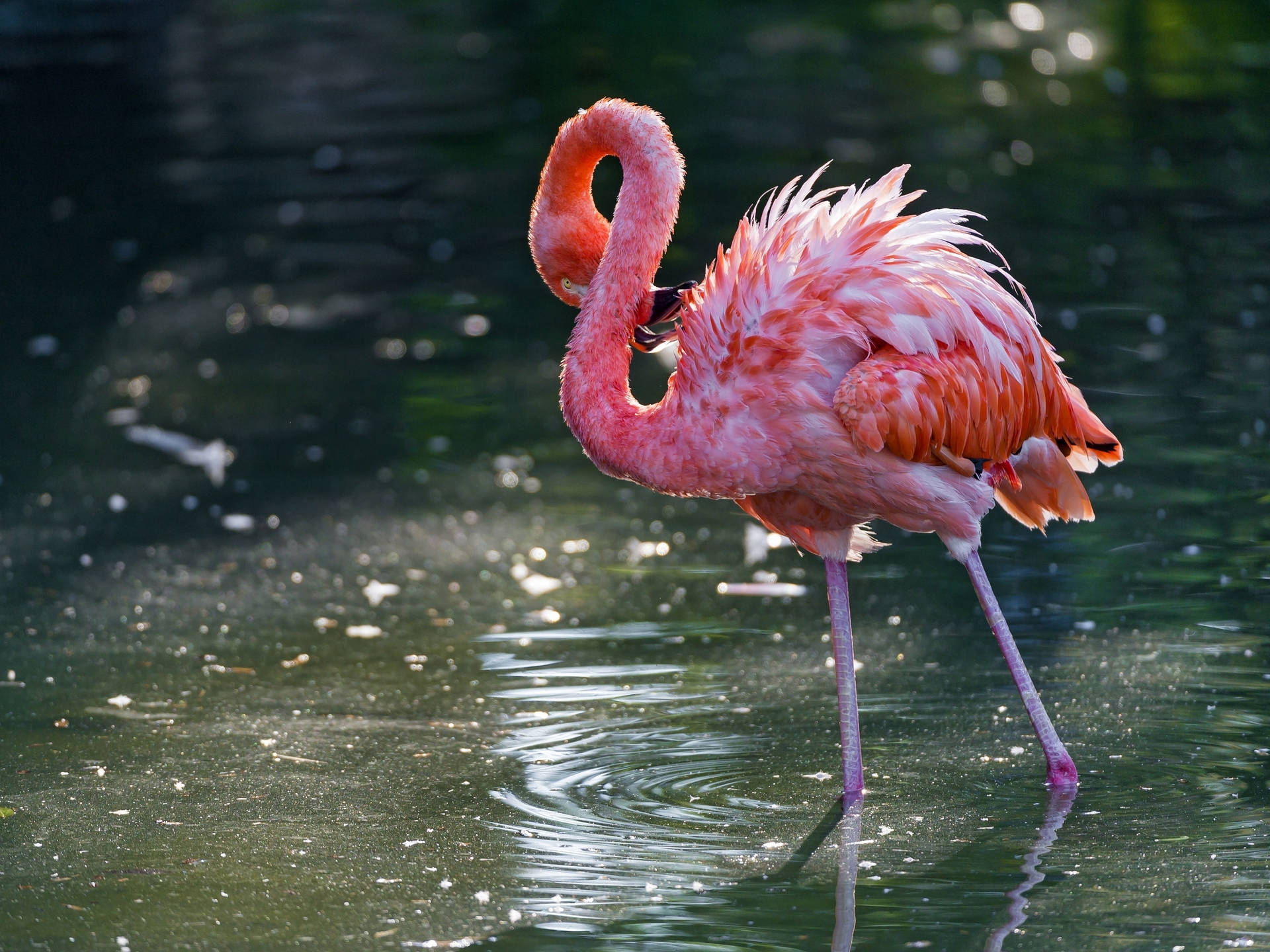 Flamingo Cleaning Its Feathers Wallpaper