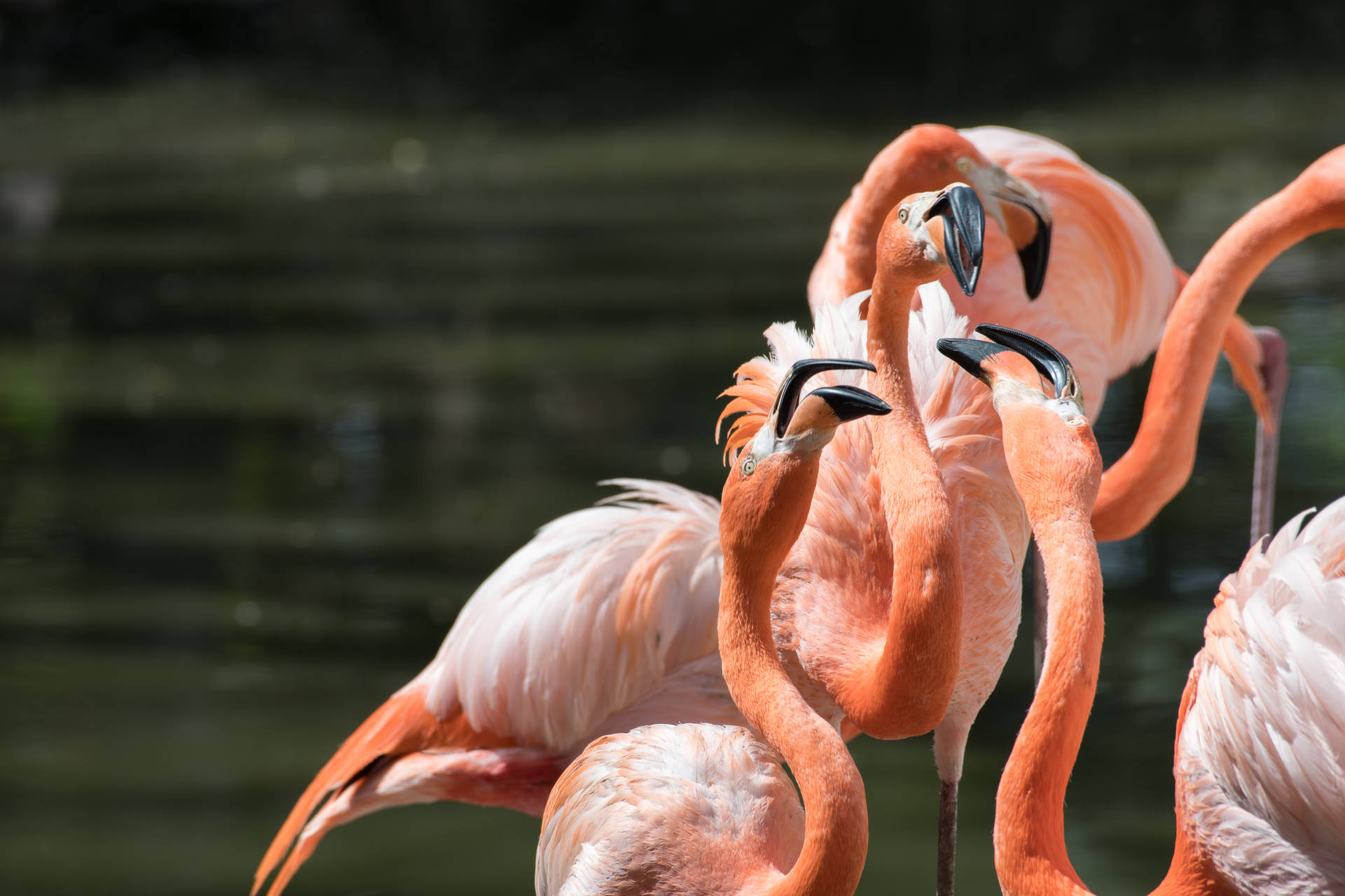 Flamingoschwarm - Beeindruckendes Tier. Wallpaper