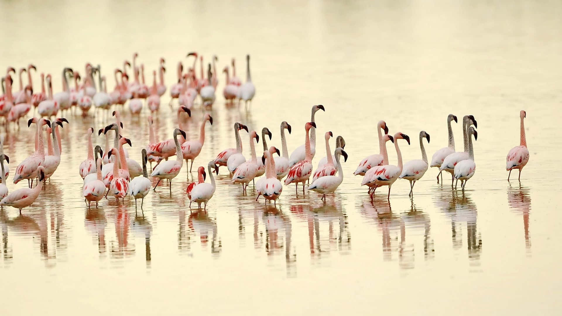 Flock De Flamants Au Lever Du Soleil Fond d'écran