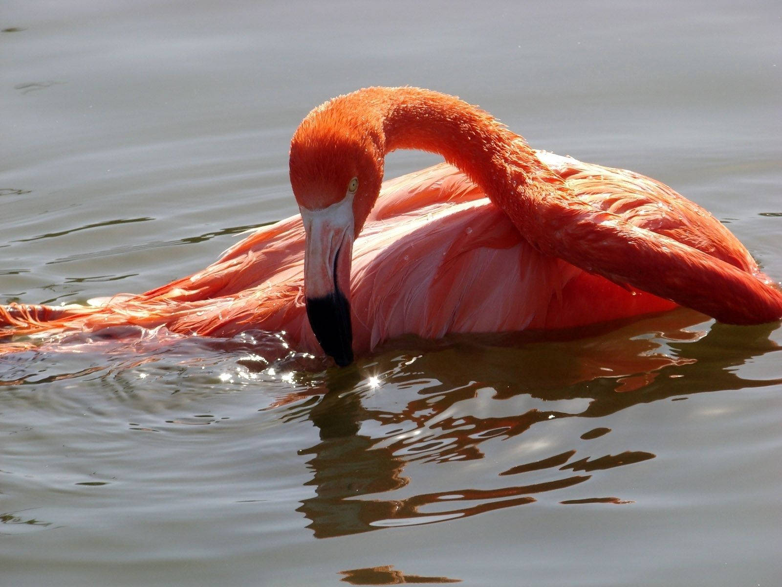 Image  Flamingo Bent Over to Drink Water Wallpaper