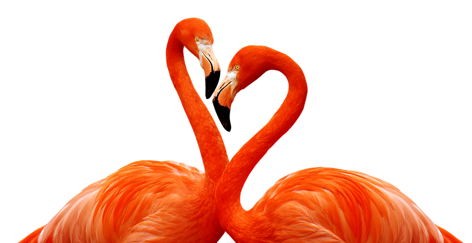 Flamingo Heart Formation PNG
