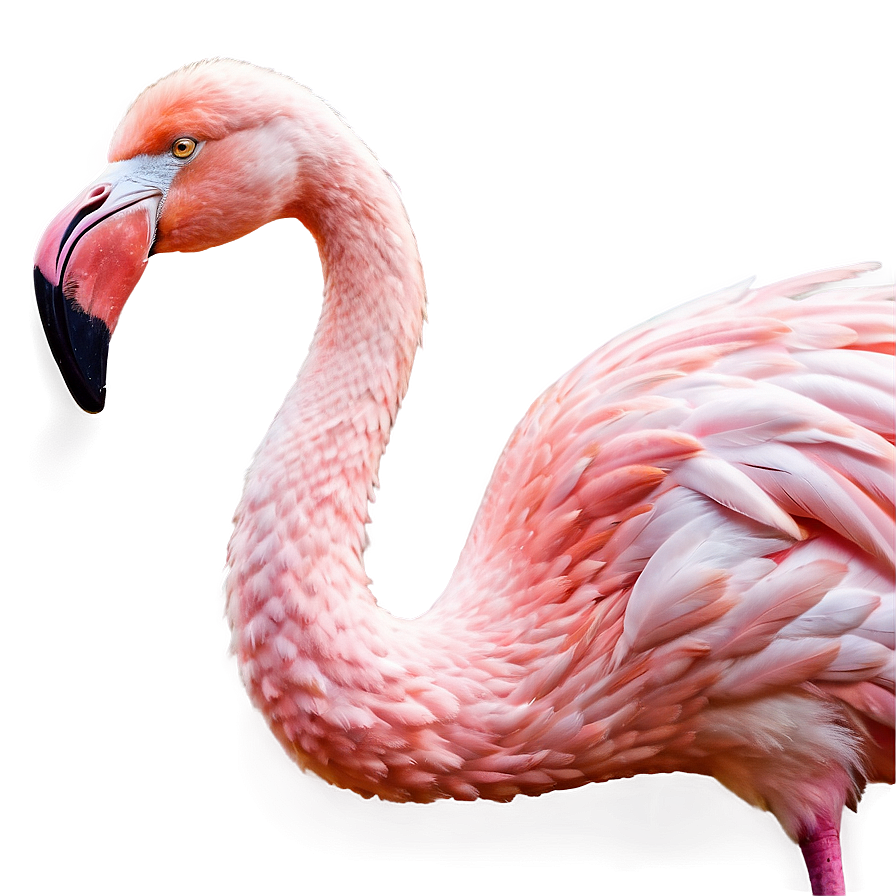 Download Flamingo In Fantasy Land Png 05062024 | Wallpapers.com