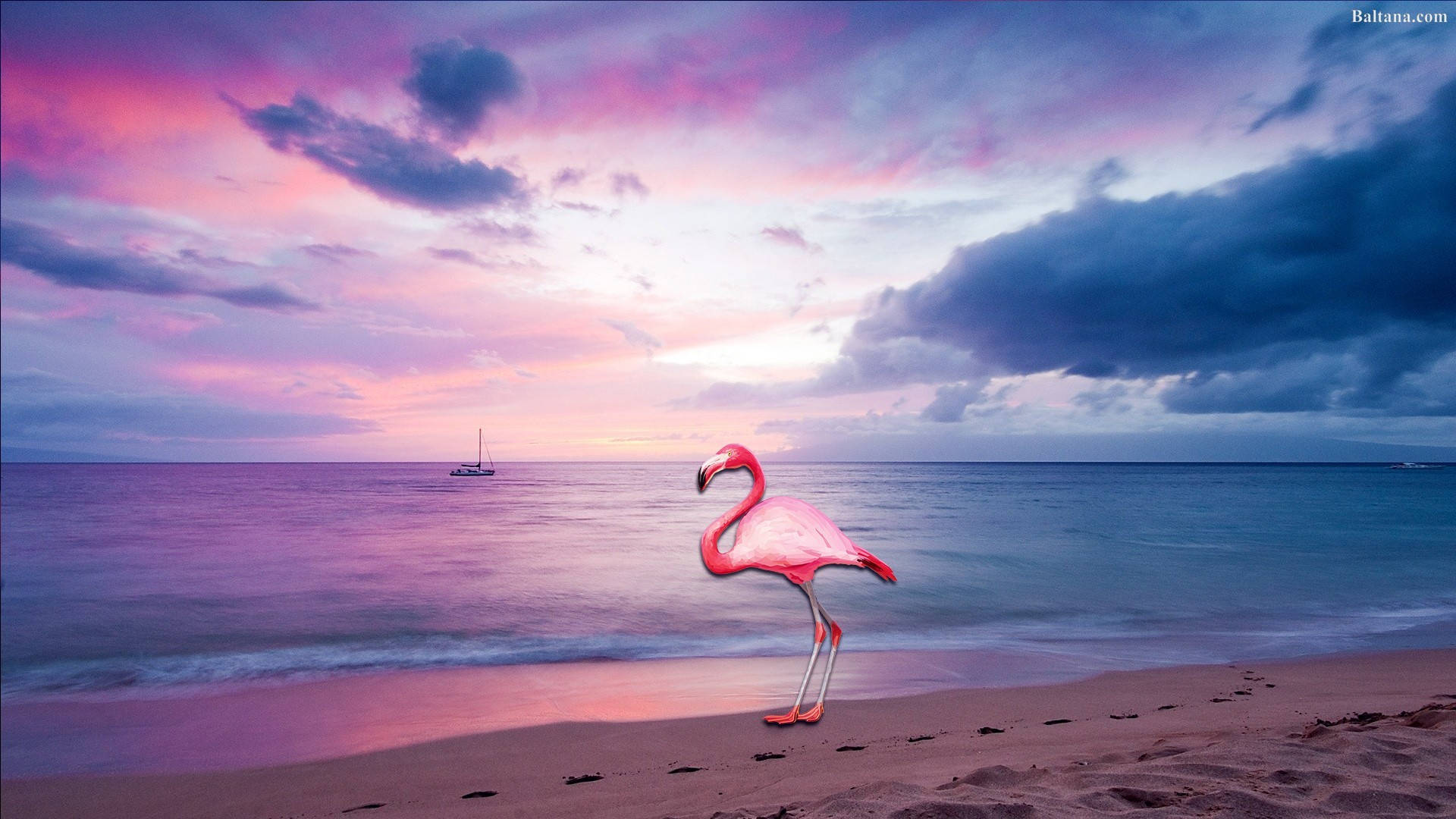 Photo of a beautiful flamingo in a pink and purple sunset on the beach Wallpaper