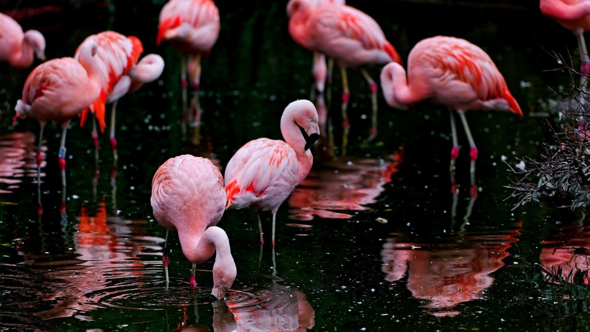 Flaunt your style with this unique Flamingo Patterned Laptop Wallpaper