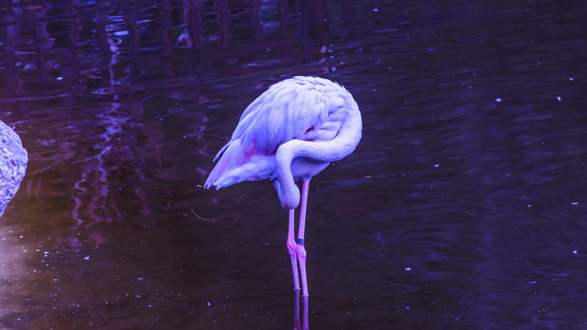 Lavorarecon Stile & Eleganza - Laptop Flamingo Sfondo