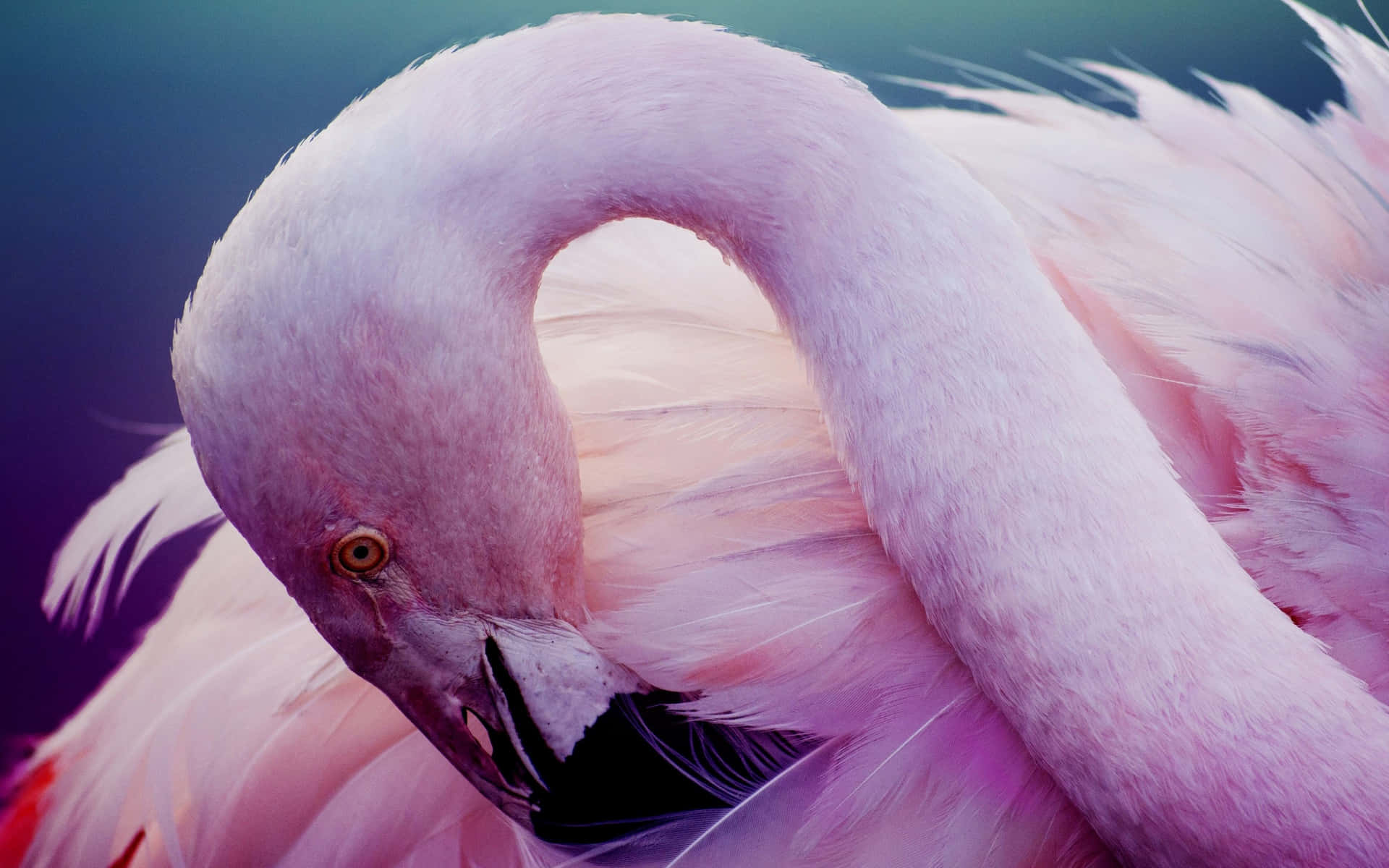 Ennärbild På En Rosa Flamingo Med Lila Fjädrar Wallpaper