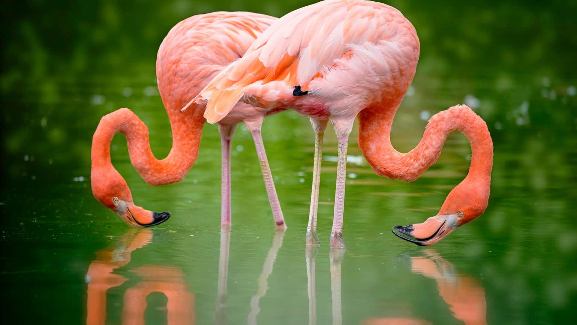 Rimaniorganizzato E Alla Moda Con Il Laptop Flamingo Sfondo