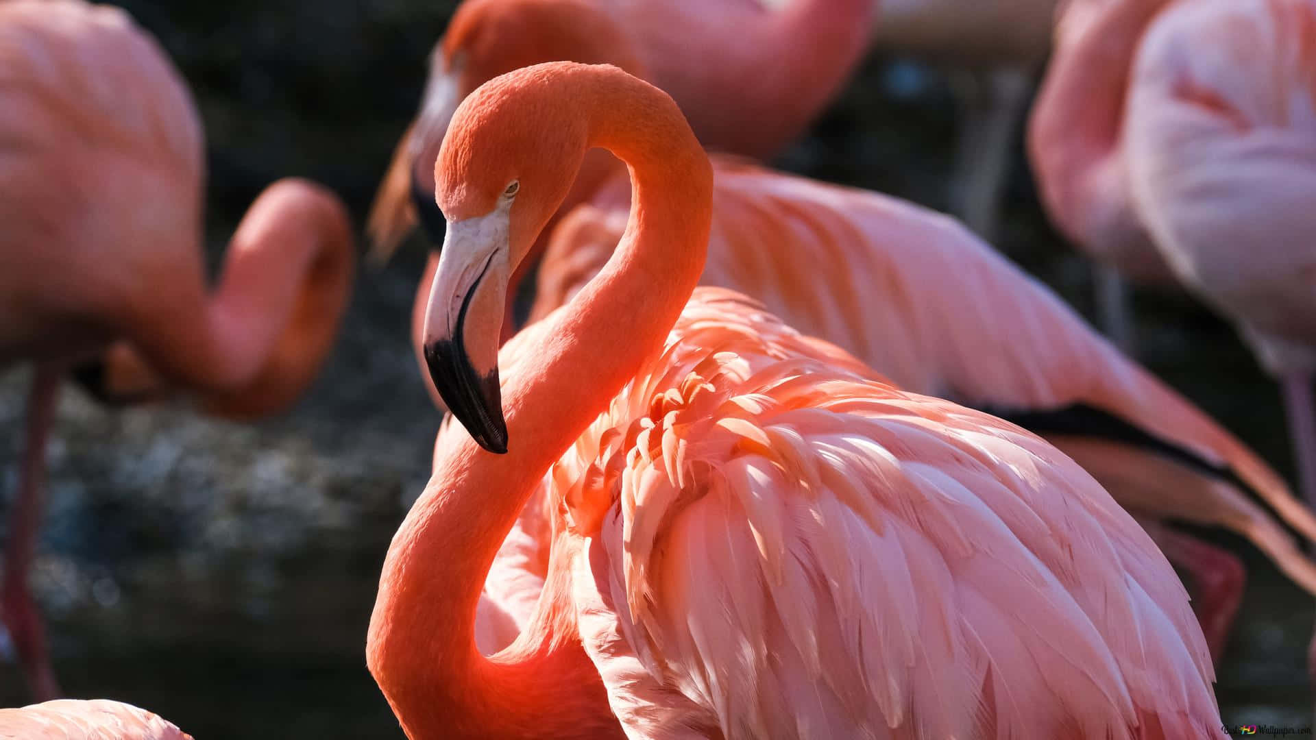 Umlaptop Feito Para Criativos, Com Um Elegante Design De Flamingo. Papel de Parede