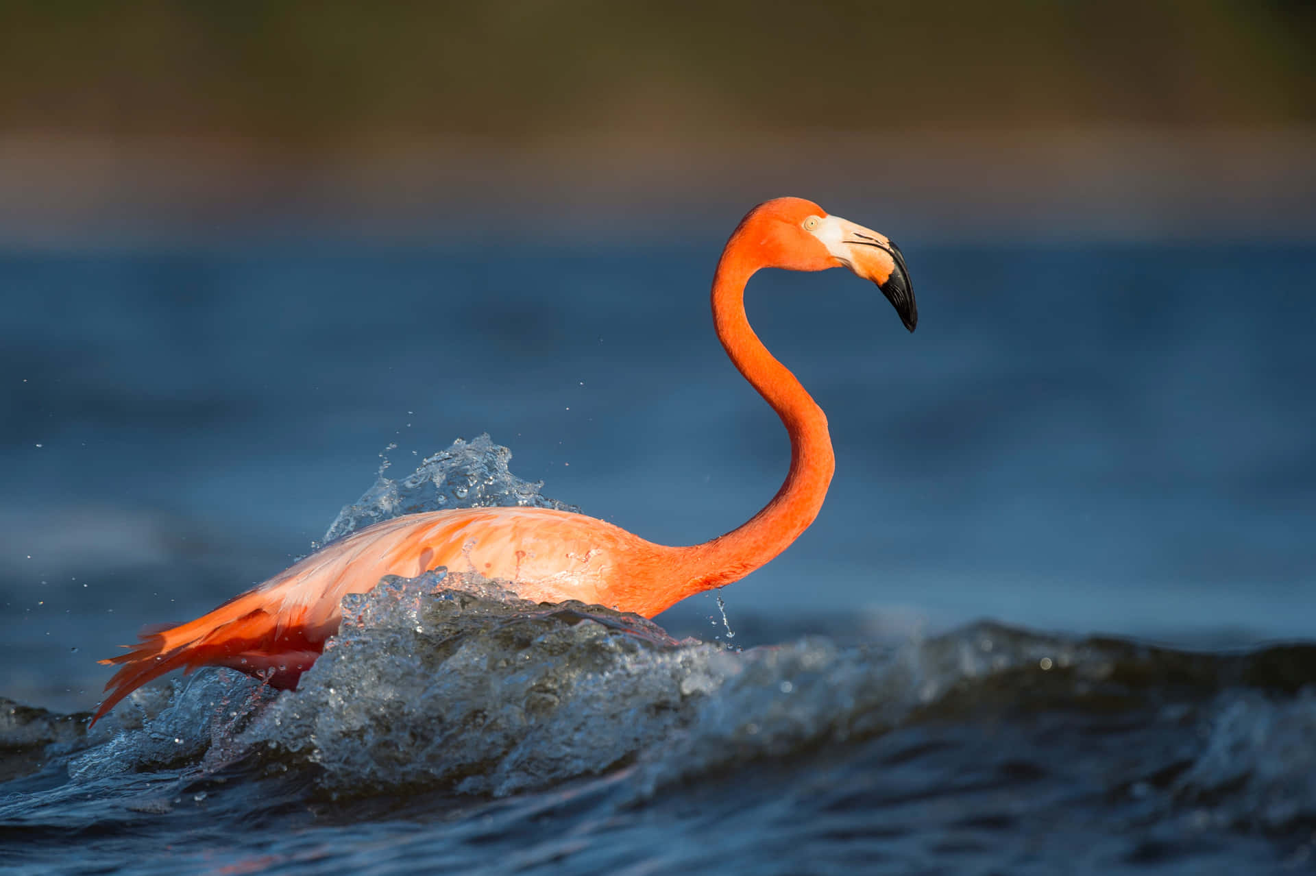 Stand Out With a Bright Flamingo Laptop Wallpaper