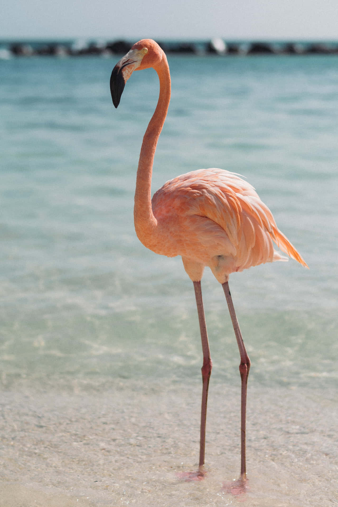 En flamingo står i det lavvandede vand Wallpaper