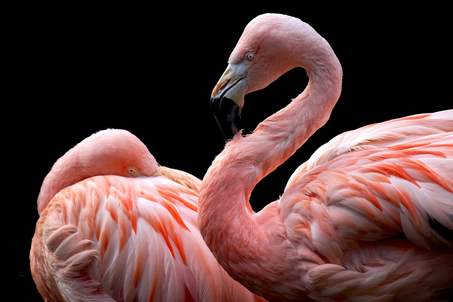 Two Flamingos Standing Together Wallpaper