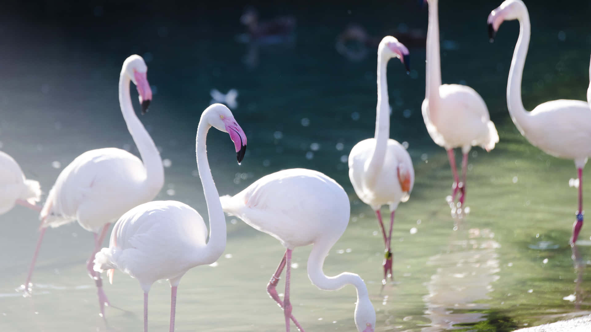 Flamingolaptop, Der Spaß Und Stil Hervorruft Wallpaper