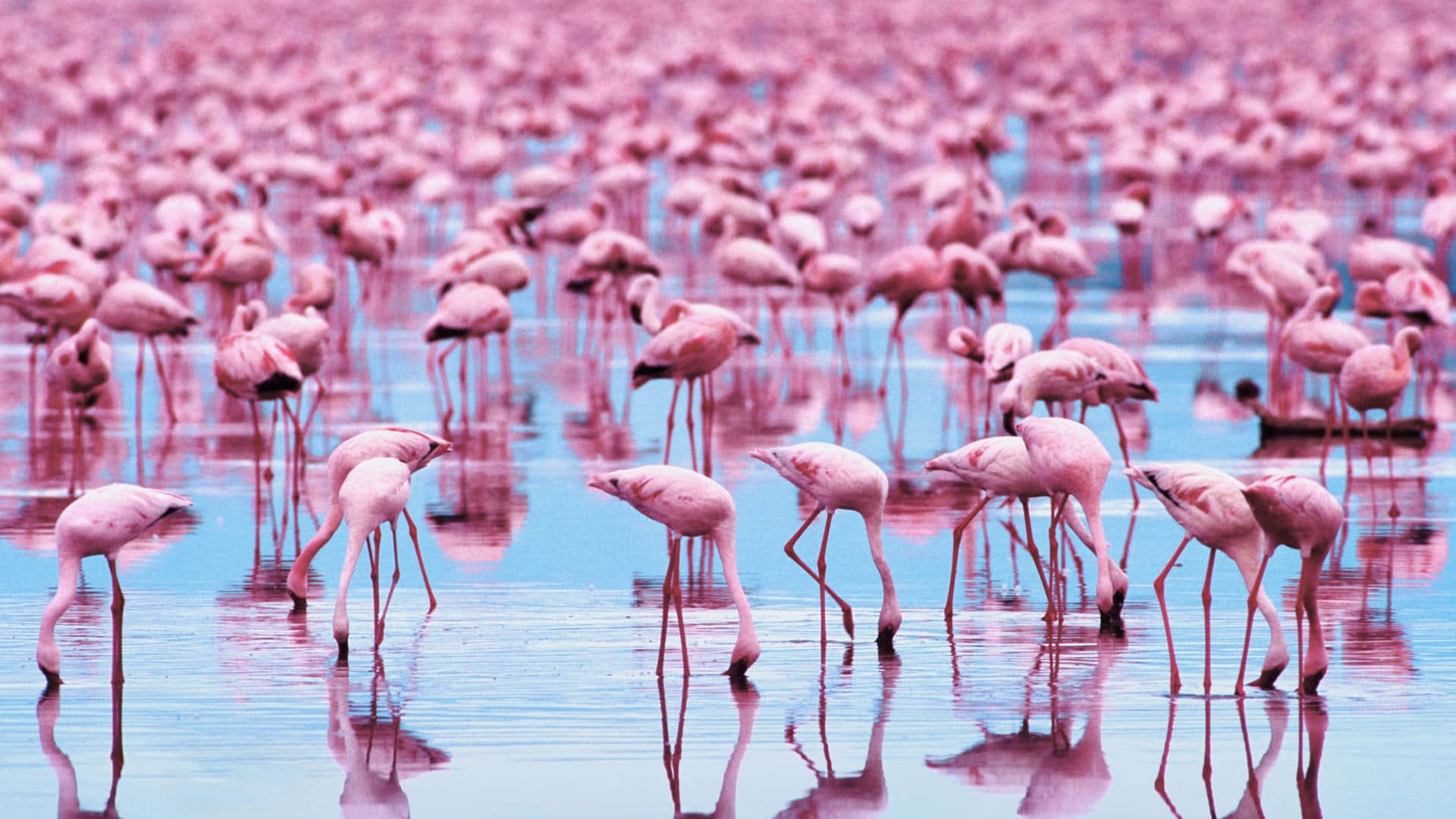 Tag din arbejde til nye højder med et rosa flamingo bærbar baggrundsbillede. Wallpaper