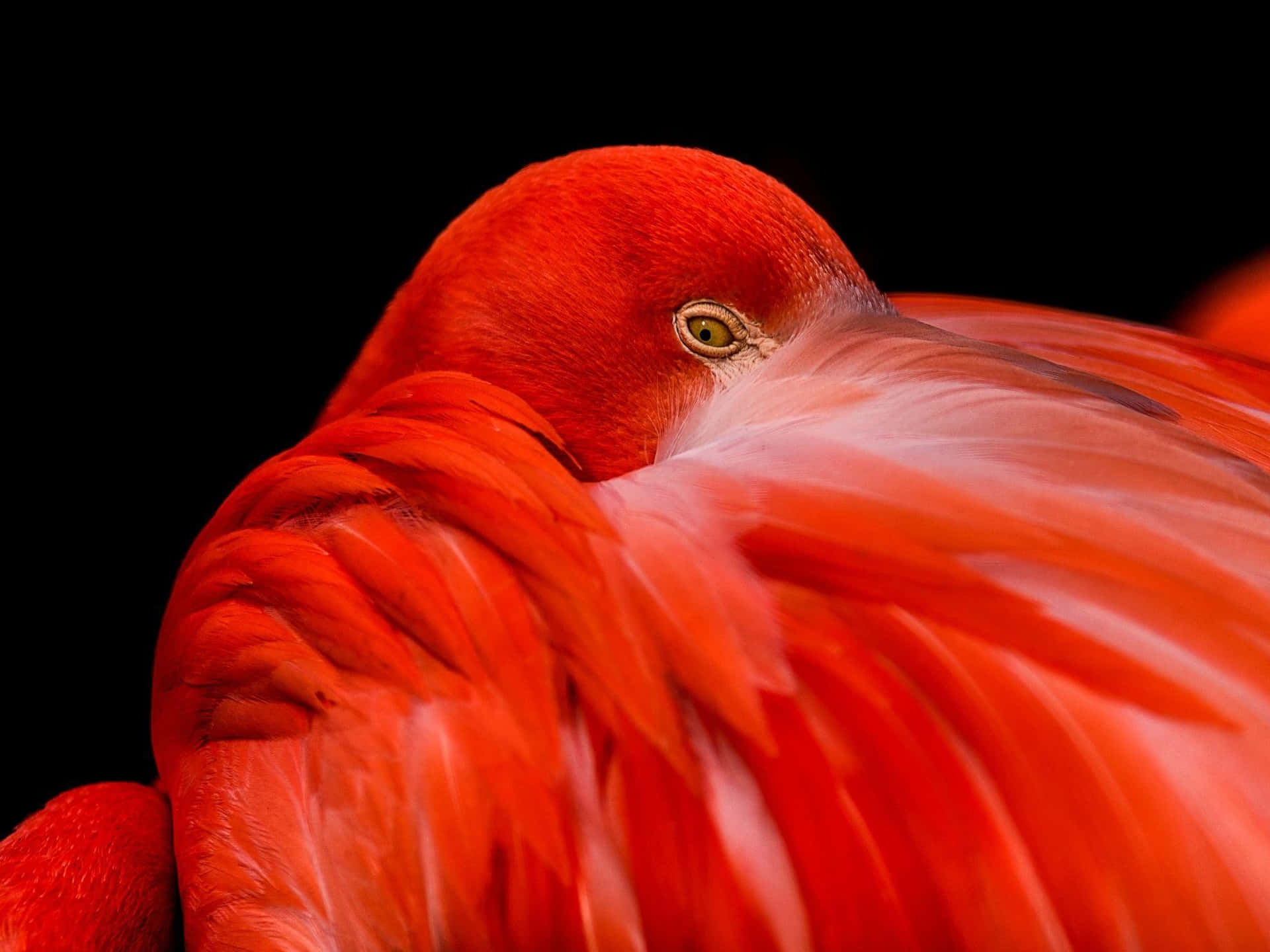 A Red Flamingo With A Black Background Wallpaper