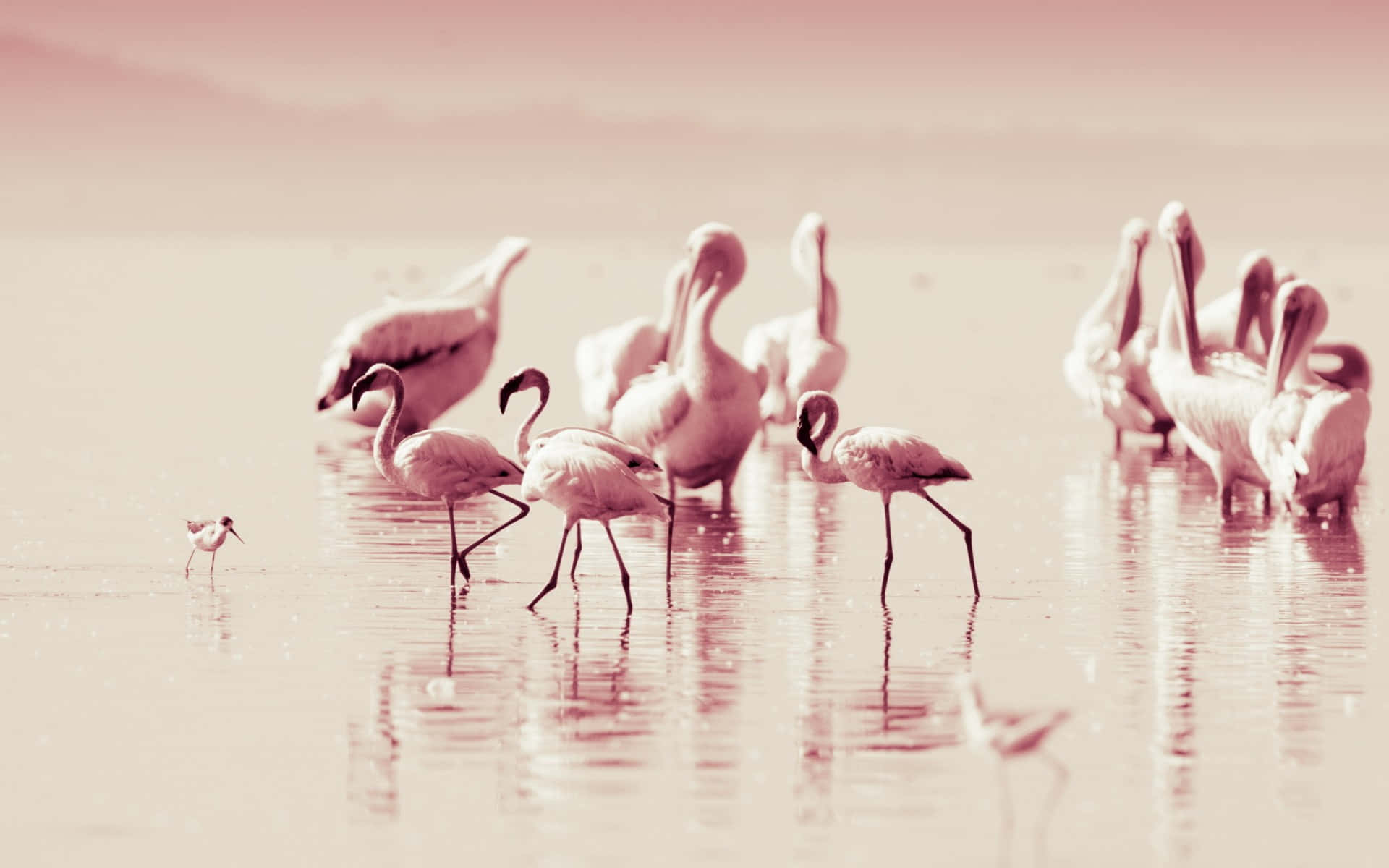 Tamed Ditt Arbete Till Stranden Med En Flamingo Laptop. Wallpaper