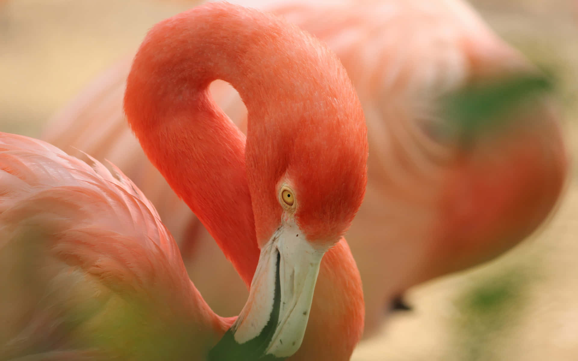 Erledigensie Ihre Aufgaben Mit Stil Auf Dem Flamingo-laptop. Wallpaper