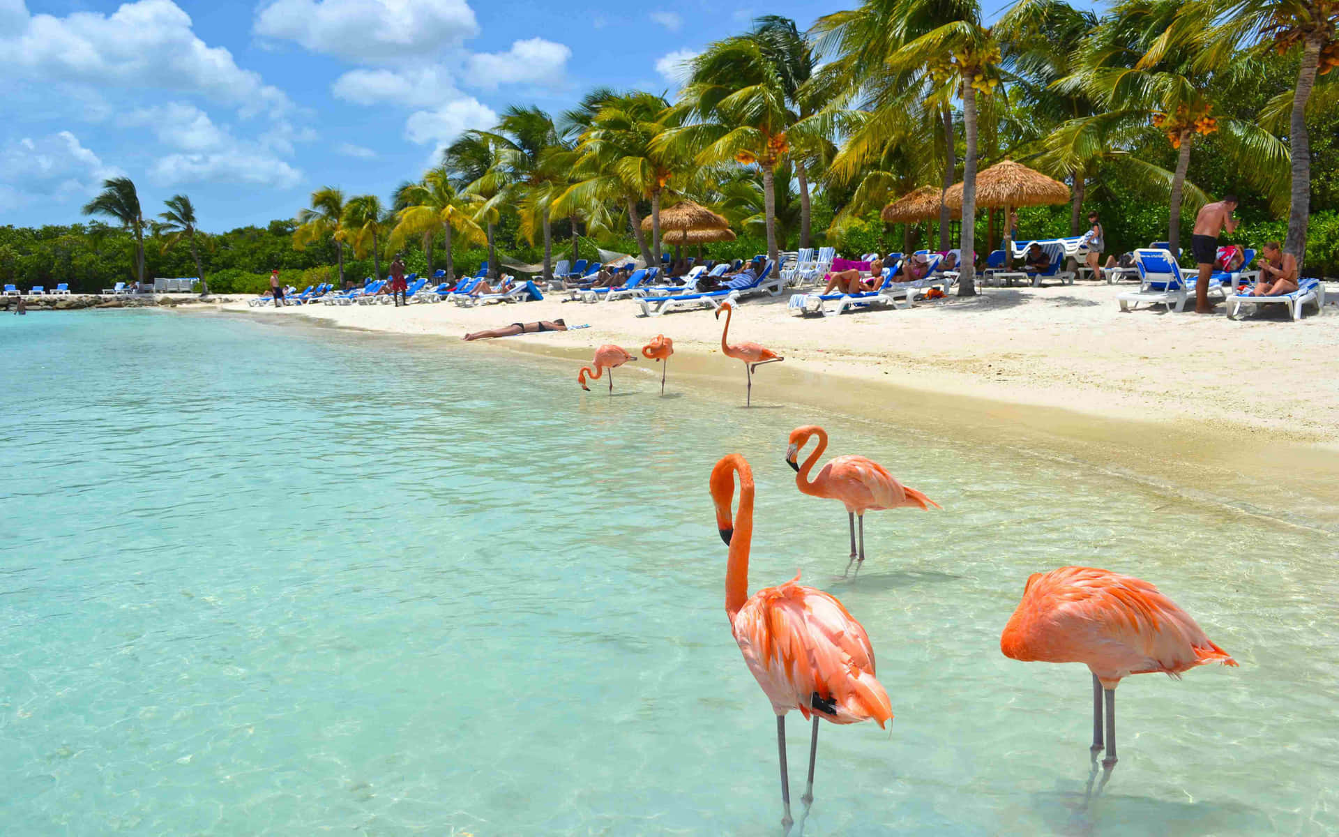 Flamingosen La Playa Cerca De Una Playa Fondo de pantalla