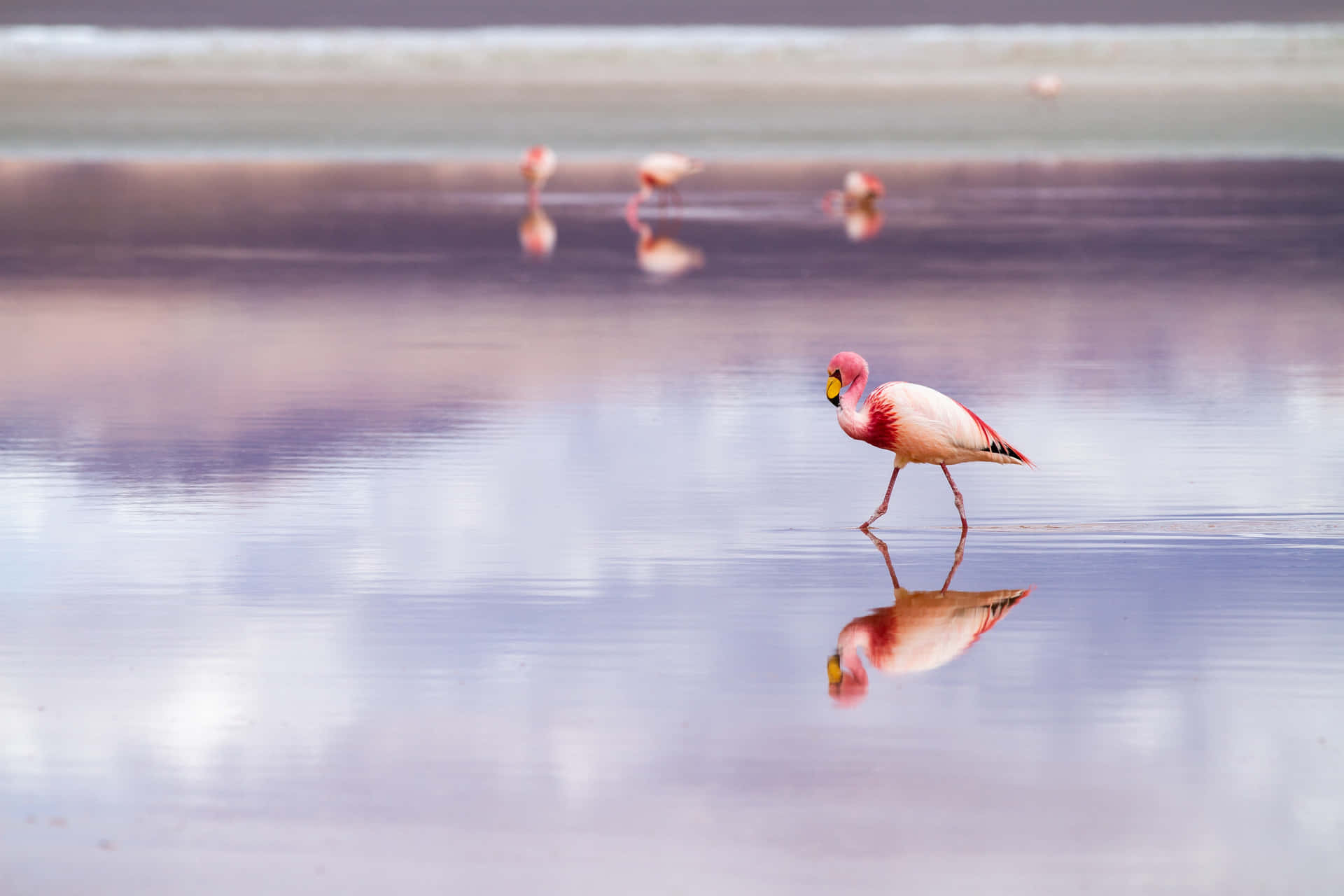 Flamingos In The Water Wallpaper