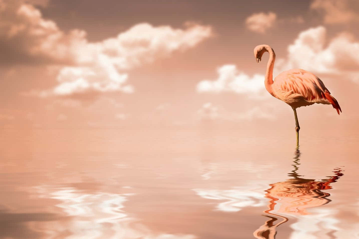 Kreativwerden Mit Dem Flamingo-laptop Wallpaper