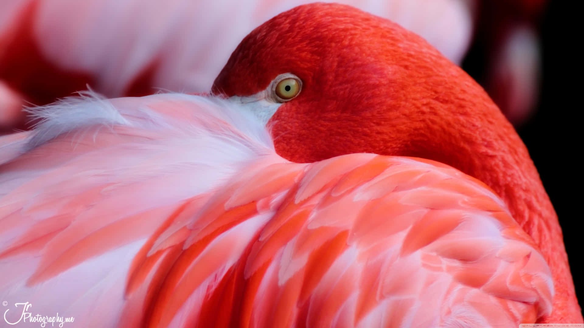 Flamingos - Close Up Of Flamingos Wallpaper