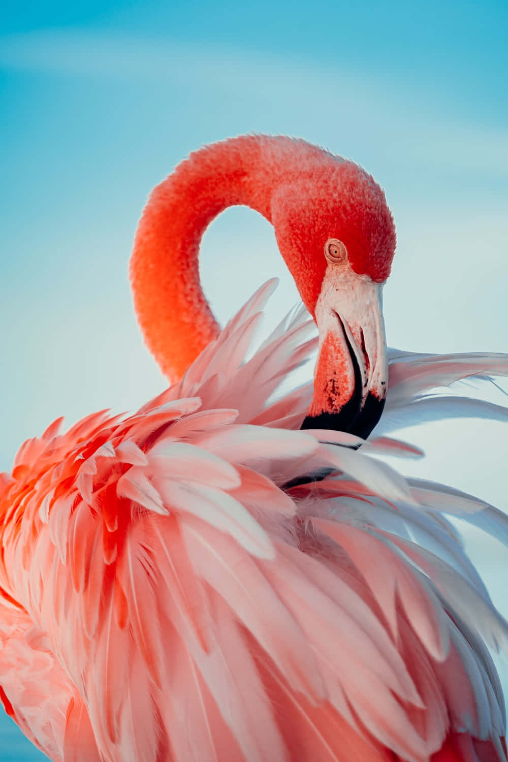 Steigernsie Die Produktivität Mit Dem Flamingo Laptop. Wallpaper