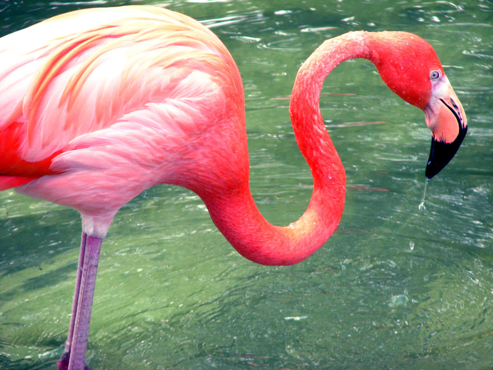 Buntund Exotisch, Erkunden Sie Die Schönheit Des Flamingos.