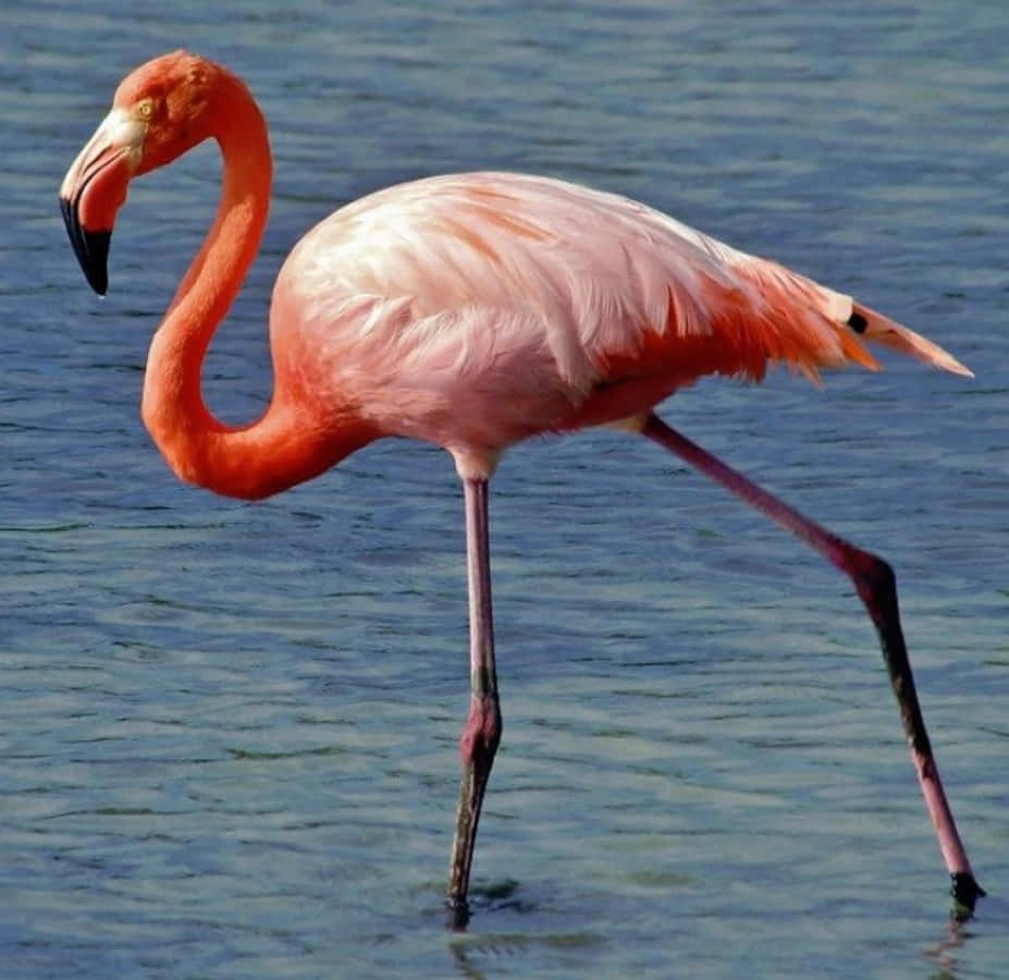 Eineexotische Flamingo-extravaganz
