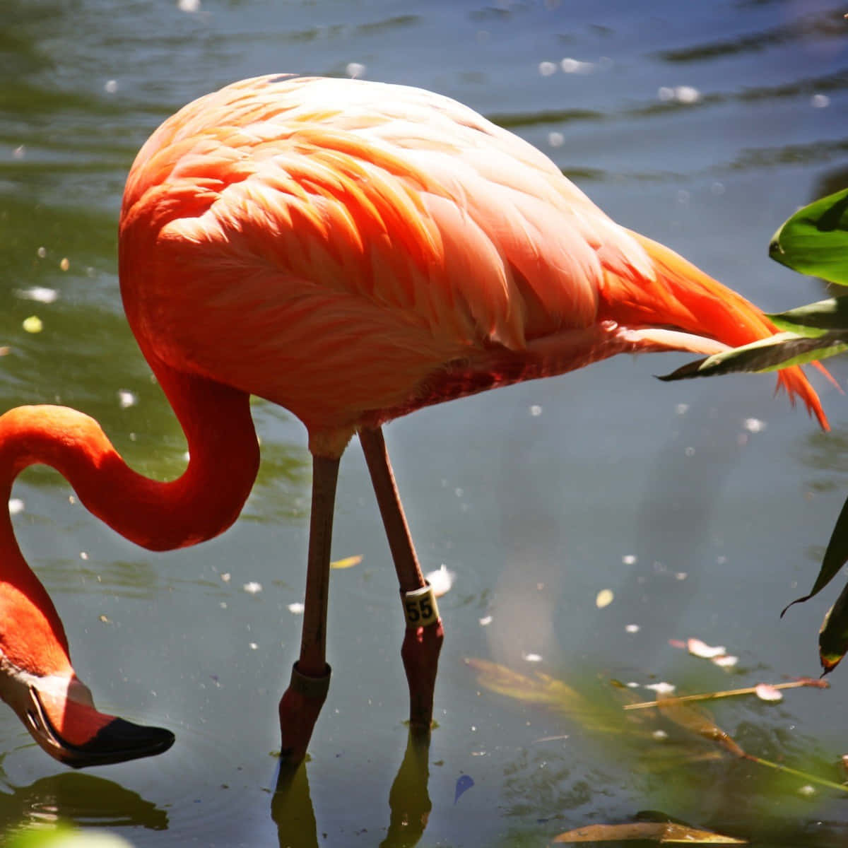 Entropisk Flykt Till Den Ljusa Och Färgstarka Världen Av Flamingos