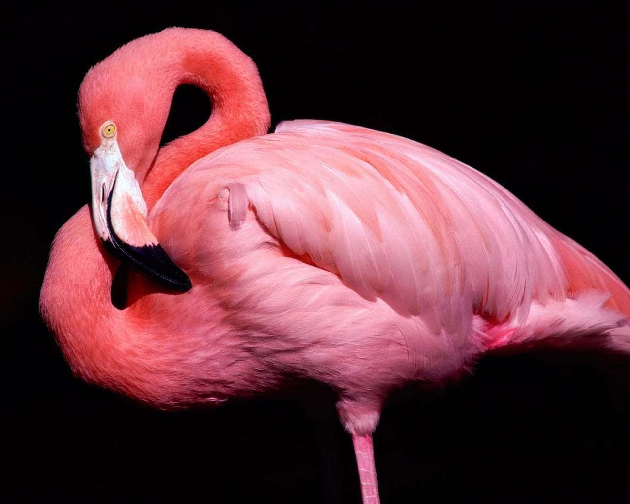 Freuedich Auf Den Sommer Mit Einem Eleganten Flamingo!