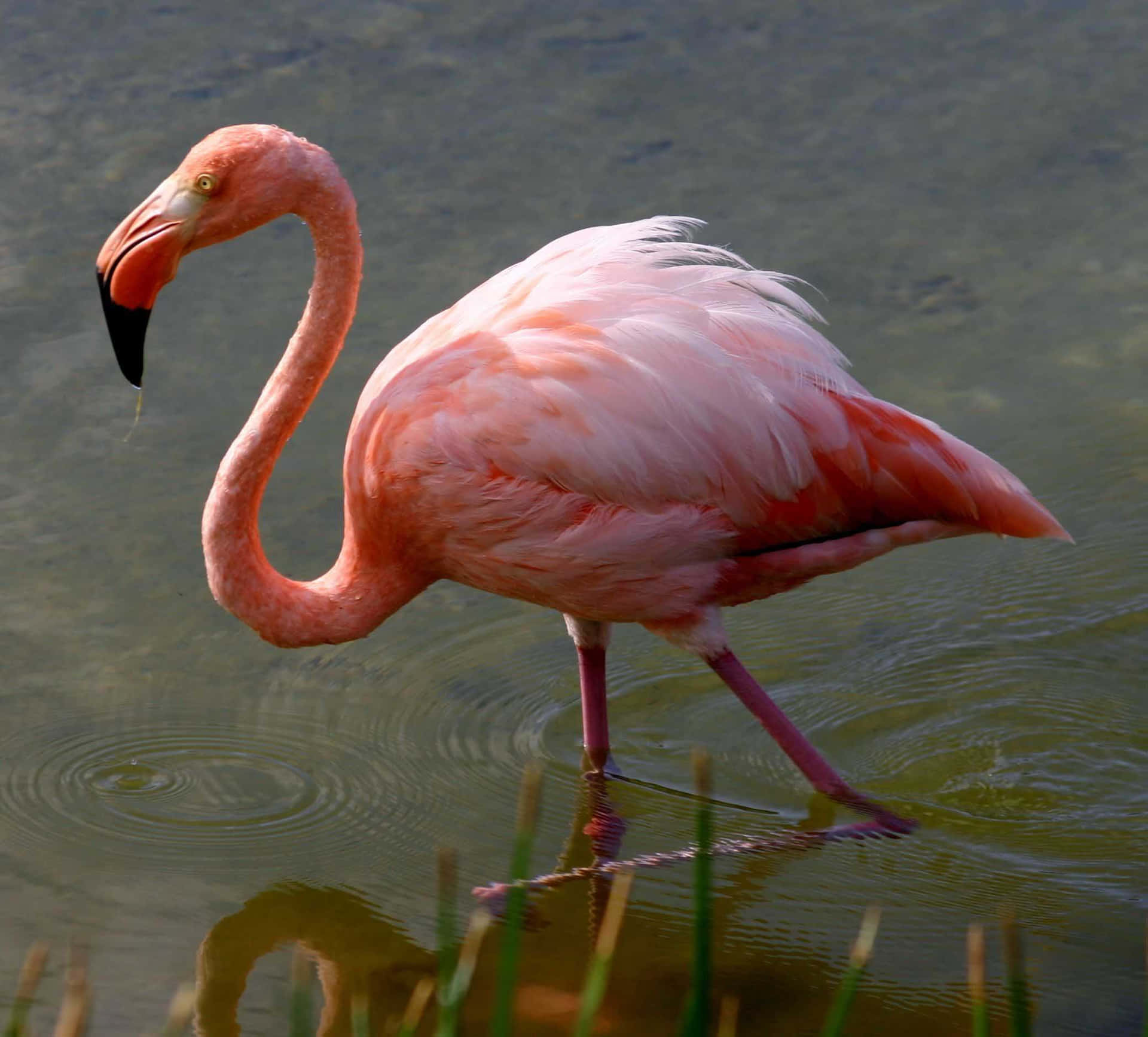 A Flamingo stands tall on one leg against a red sunset