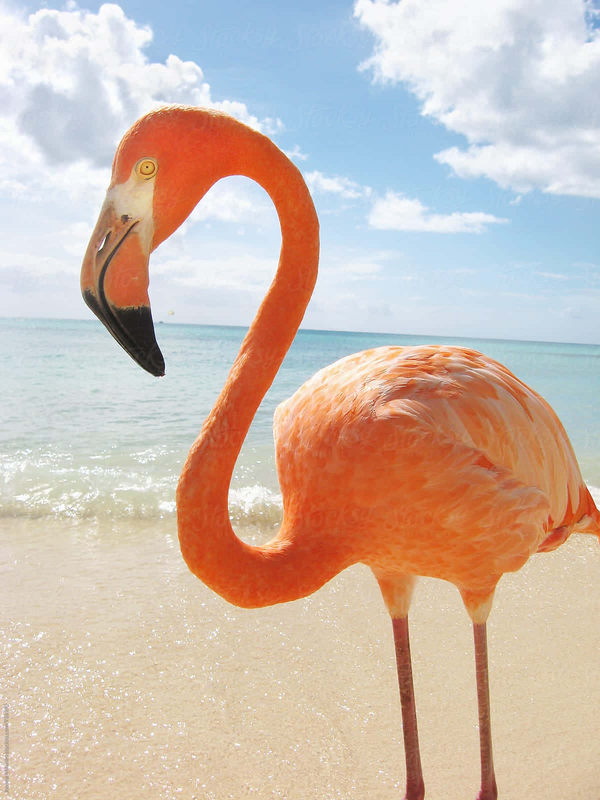"A majestic pink flamingo stands tall on one leg at the beach."
