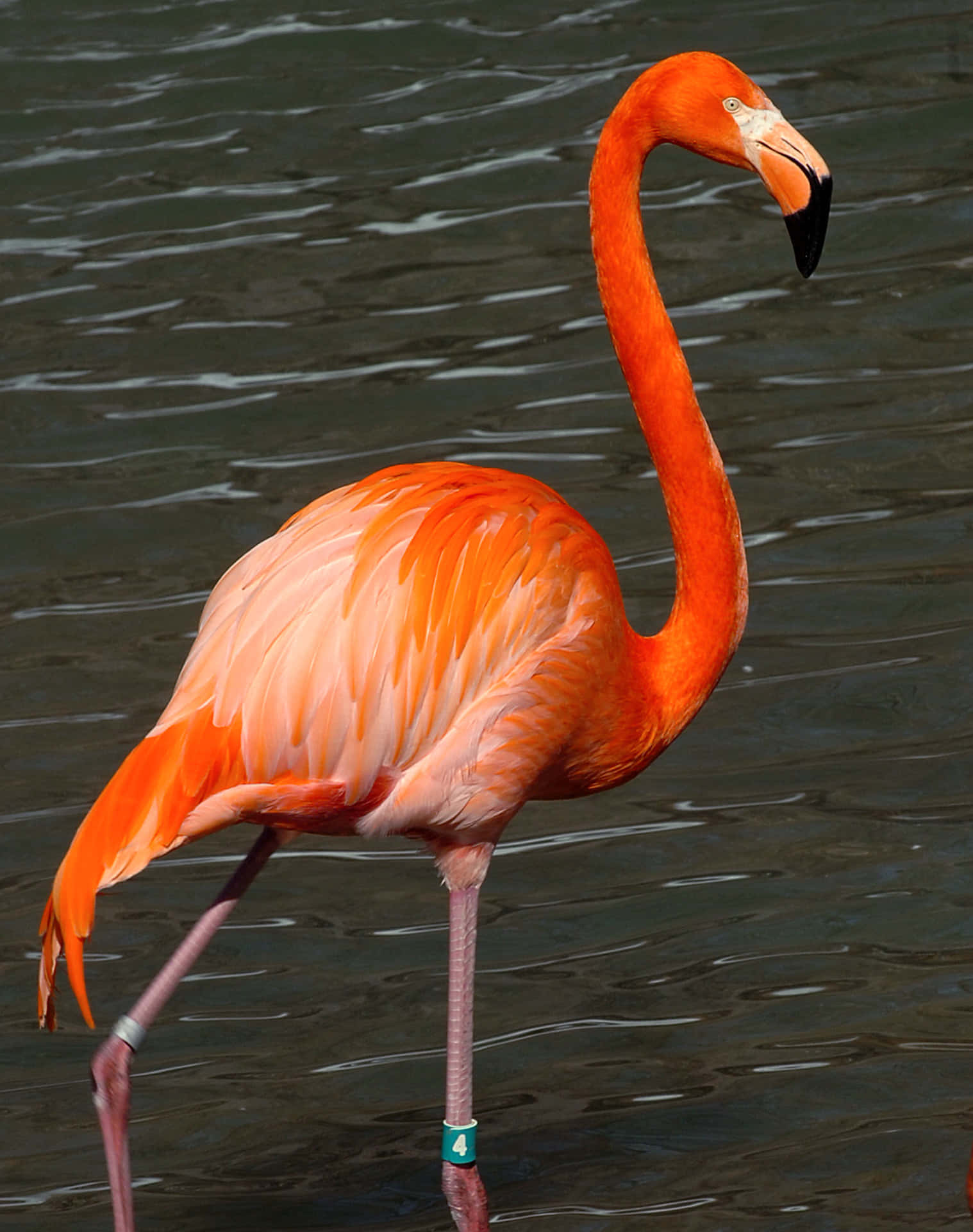 Unhermoso Flamingo Rosa Se Yergue Con Gracia En El Agua En Un Día Brillante Y Soleado.