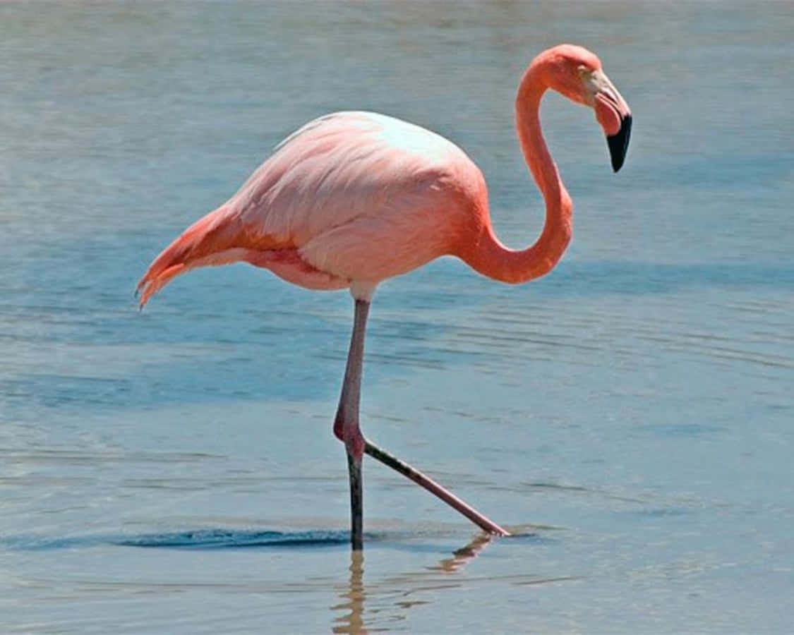 A Flamingo Stands Out in Pink