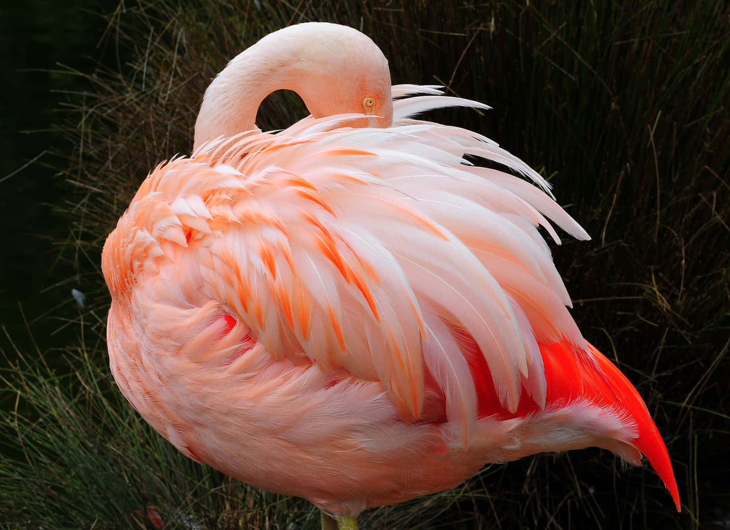 A beautiful pink flamingo in a cool wetland.