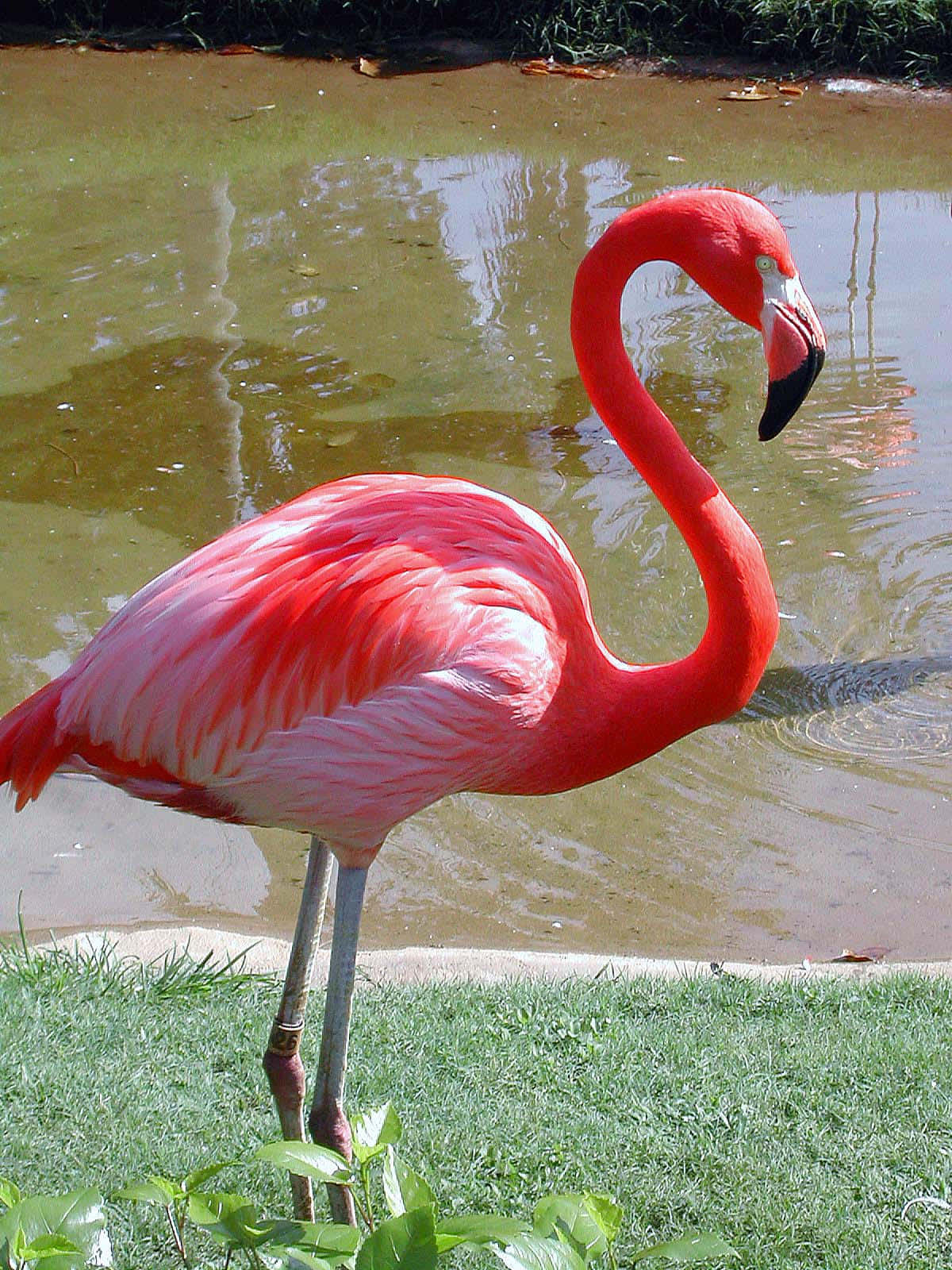 Låtoss Sticka Ut Från Mängden Som Denna Flamingo Och Göra Ett Uttalande!
