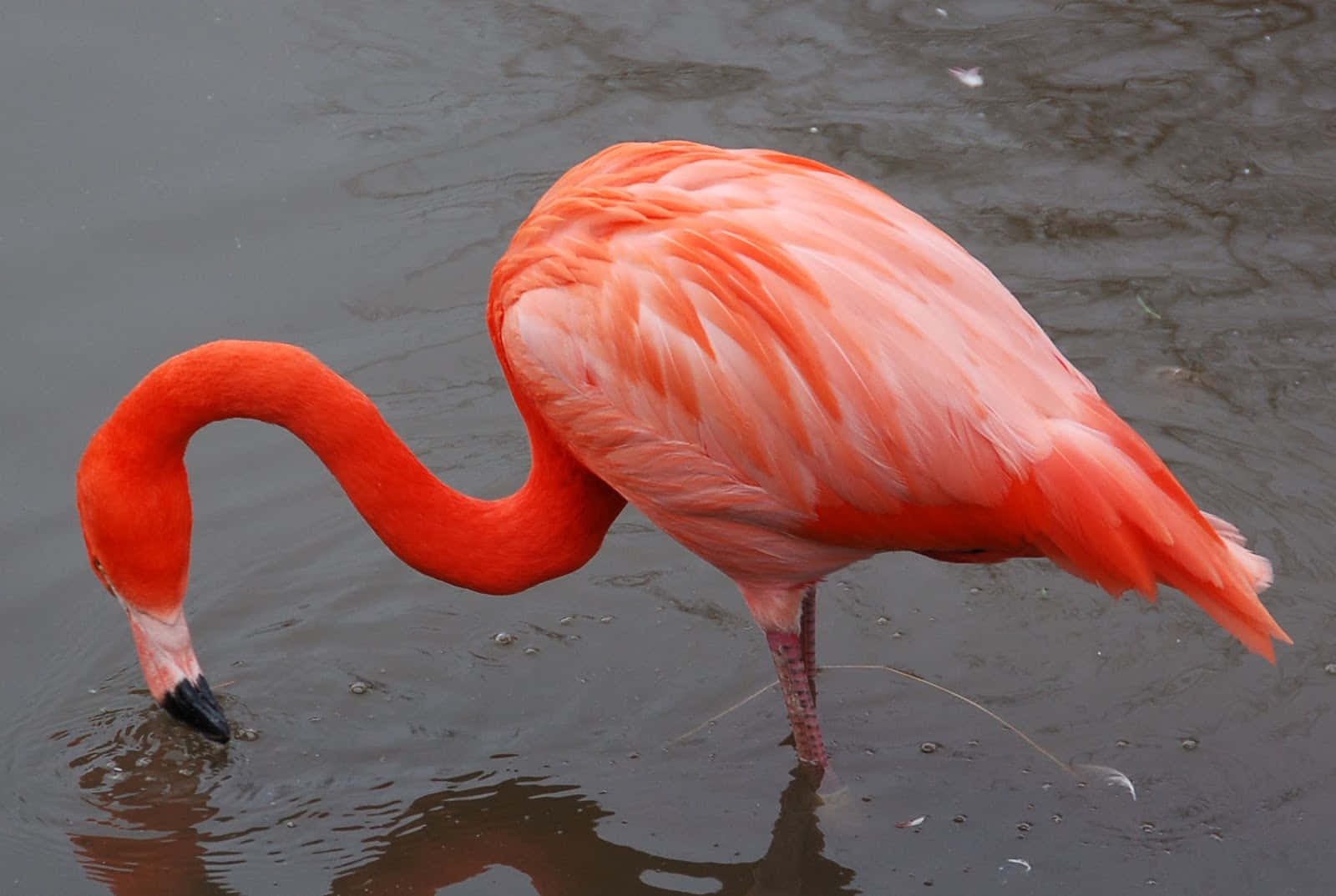 Eineinsamer Flamingo Steht Majestätisch In Der Sonne.