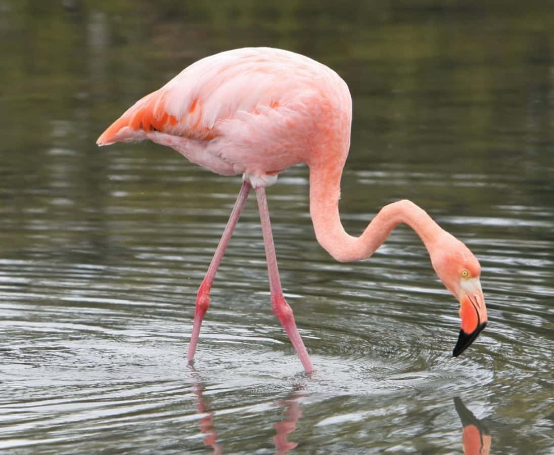 A graceful pink flamingo standing on one leg near a pond.