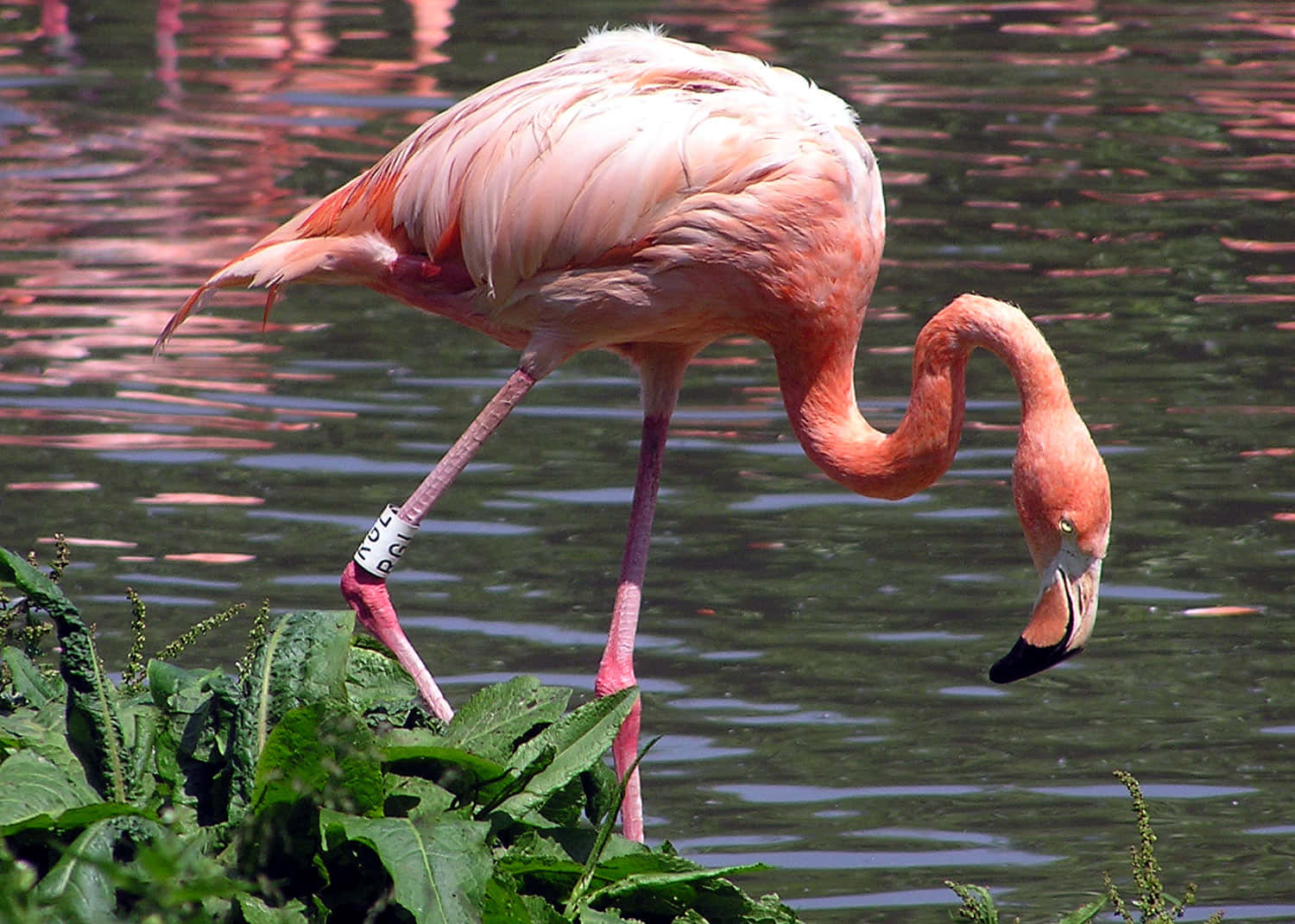 Deranmutige Flamingo