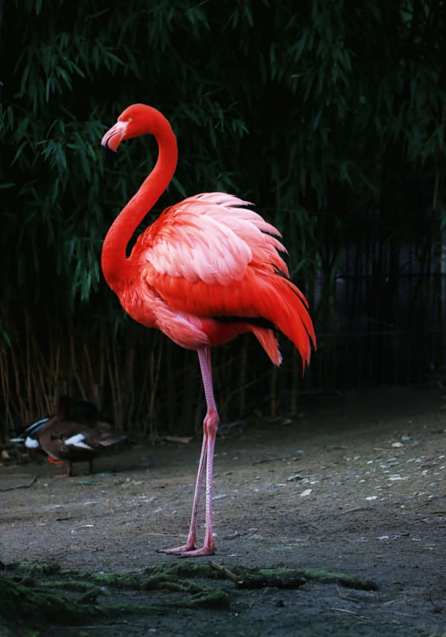 Dieleuchtende Farbe Eines Flamingos