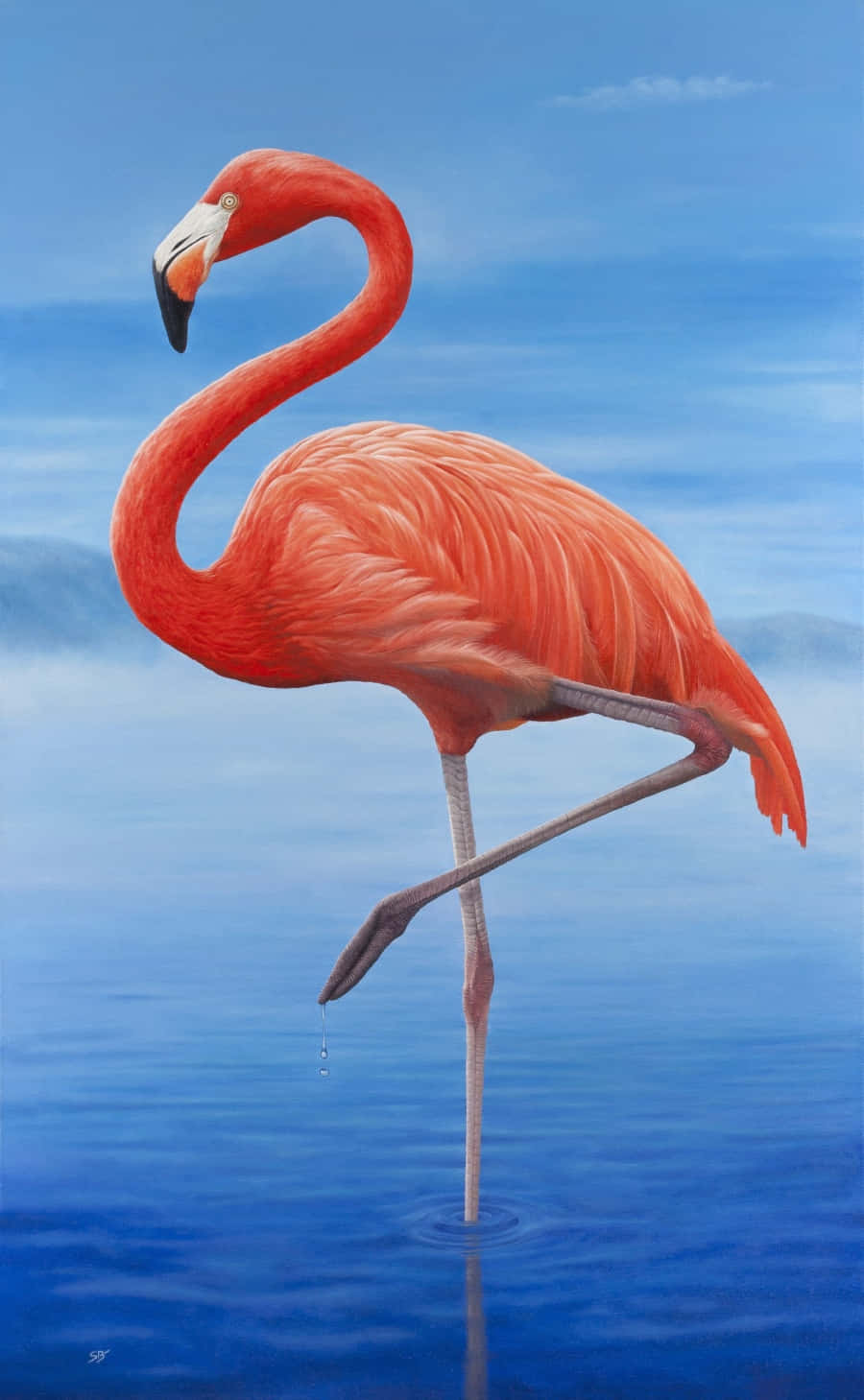 Einwunderschöner Flamingo, Stolz In Einem Teich Stehend.
