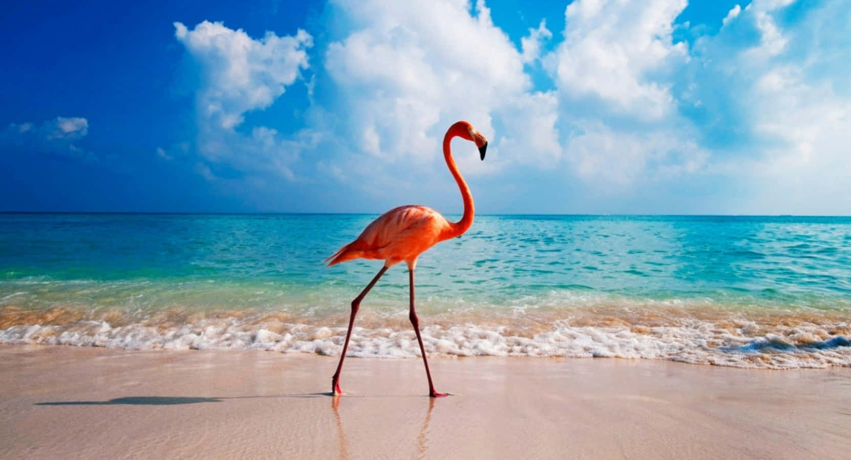 Alltpå Denna Flamingo Är Bildperfekt