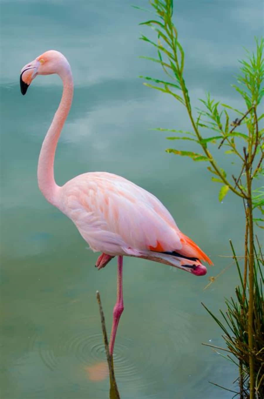 Colorful Flamingo Wading in a Pond