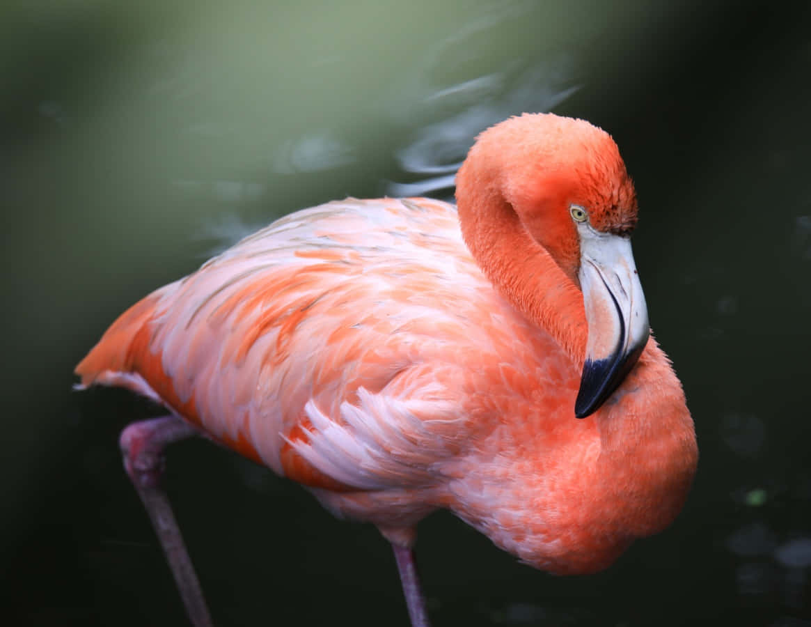 Flamingo poses against a tropical sunset