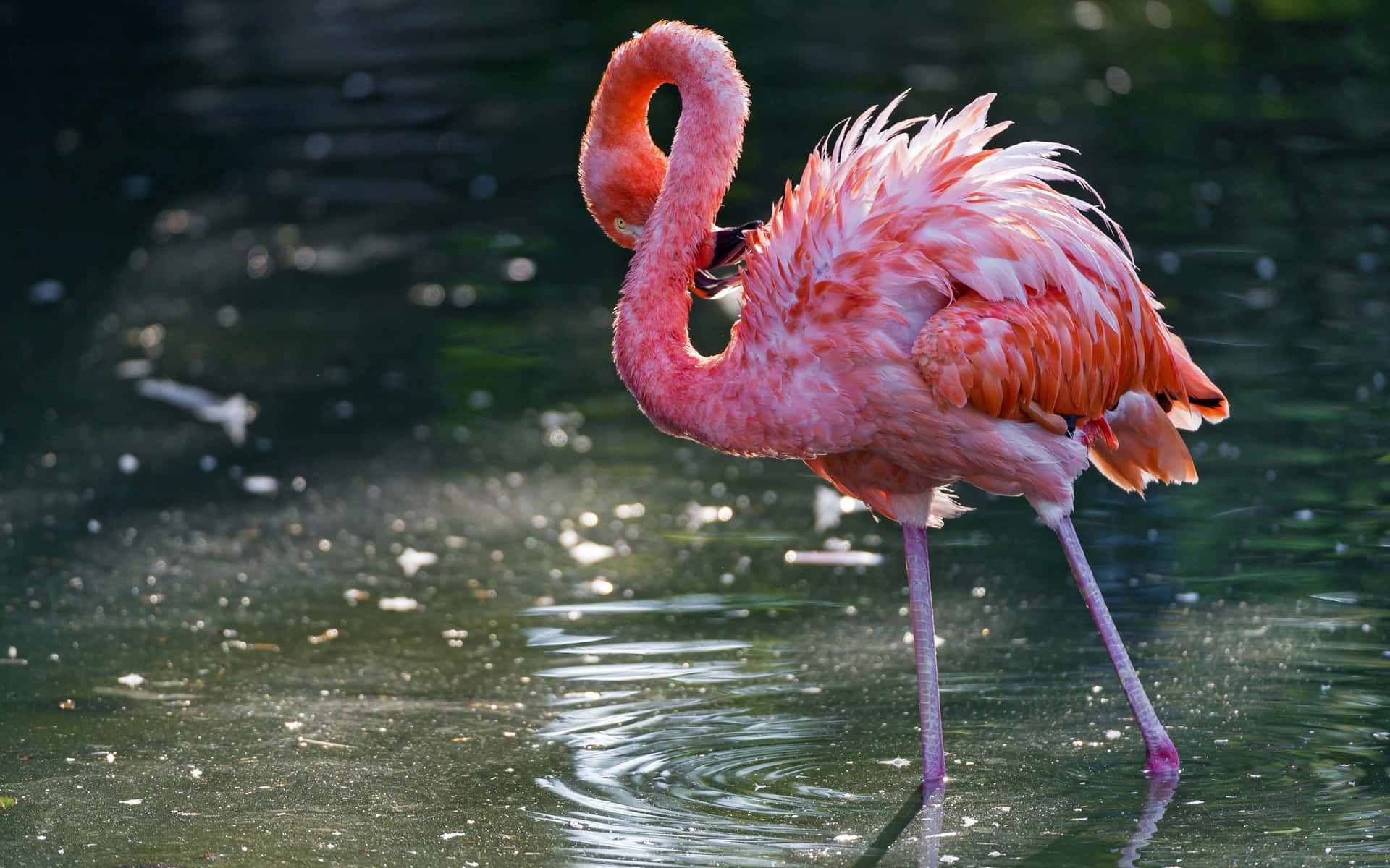 A Flamingo In The Water