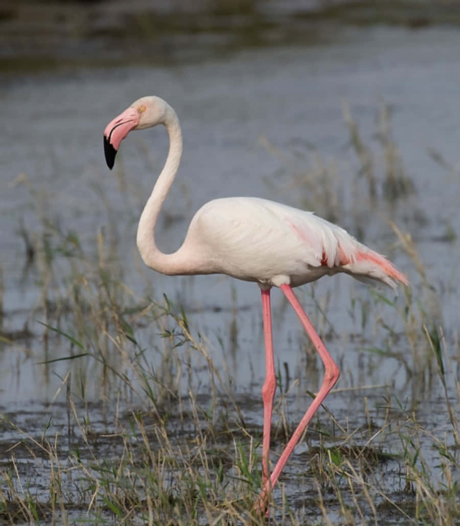 A Elegant Pink Flamingo Standing On One Leg Amongst A Busy Shoreline